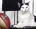 Lynn's cat Percy
